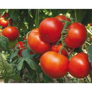 Панекра F1 - томат напівдетермінант, 500 насіння, Syngenta (Сингента), Голландія фото, цiна